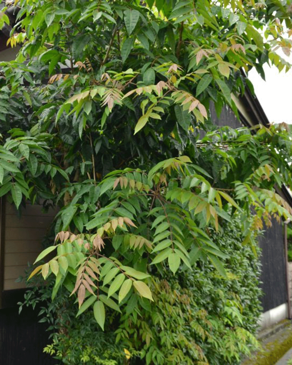 Daiyo MORPHE Kerzenserie „01 Fragment“