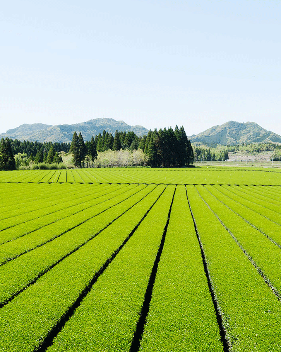 Wakohen Benifuuki Grüner Tee 80g