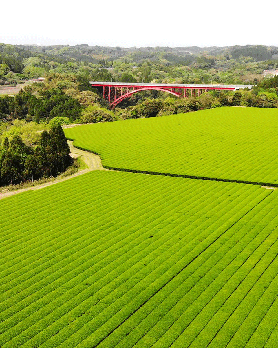 Wakohen Benifuuki Grüner Tee 80g