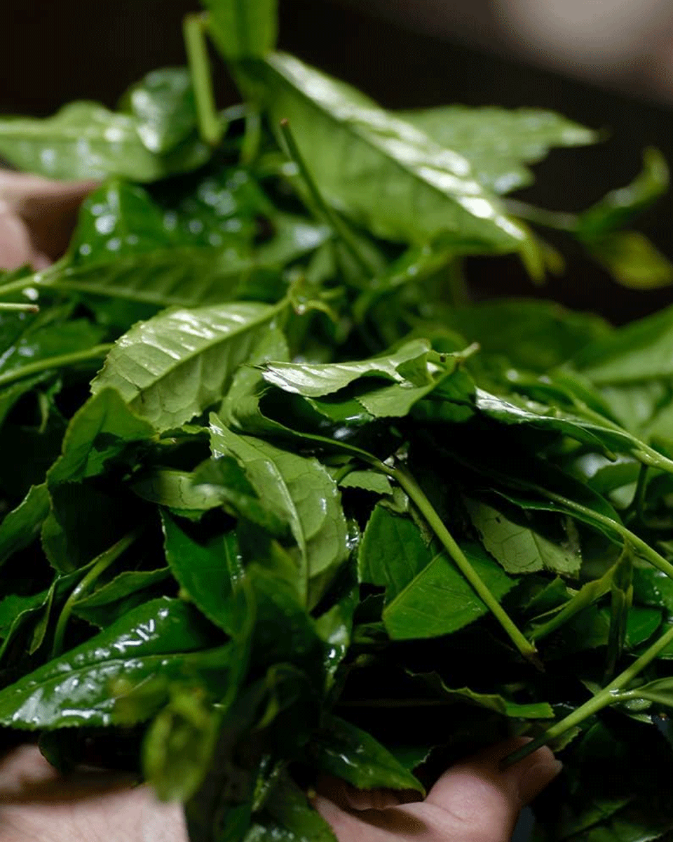 Wakohen Fukamushicha Ryokucha Densetsu Kaori 80g