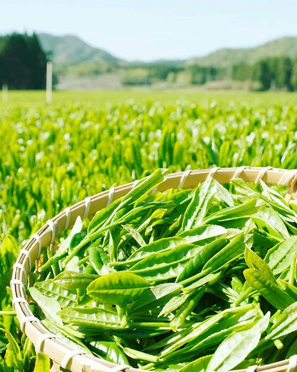 Wakohen Matcha Genmaicha 200g