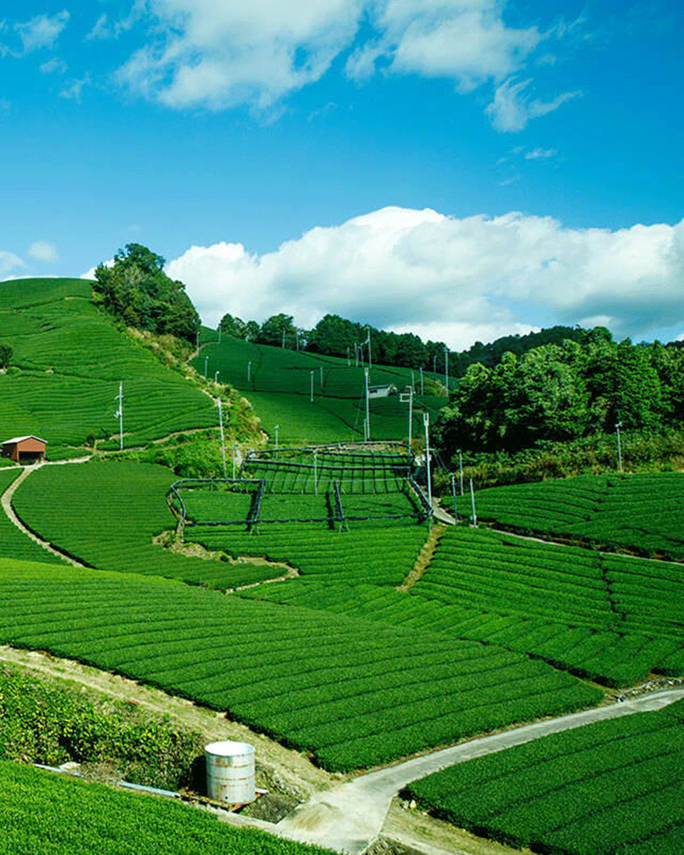 Yamashiro Matcha Toki no Homare 30g